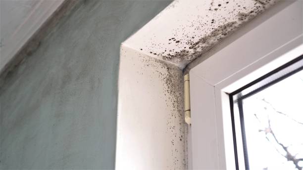 Best Indoor Air Quality Assessment  in Lake Odessa, MI