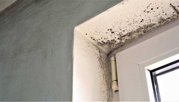 Best Post-Remediation Verification Testing  in Lake Odessa, MI