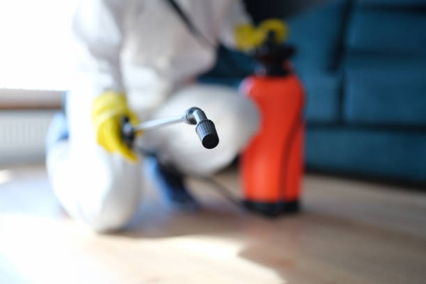 Best Black Mold Removal  in Lake Odessa, MI